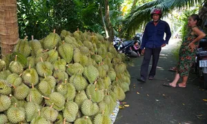 Trung Quốc cảnh báo với sầu riêng, mít Việt Trung Quốc cảnh báo với sầu riêng, mít Việt