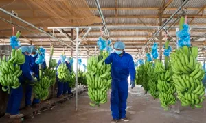 Công ty nông nghiệp liên quan ông Trần Bá Dương lỗ thêm 260 tỷ đồng